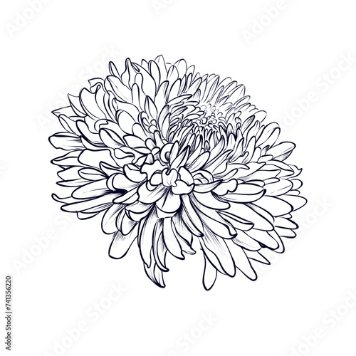 vector illustration of a blooming chrysanthemum flower
