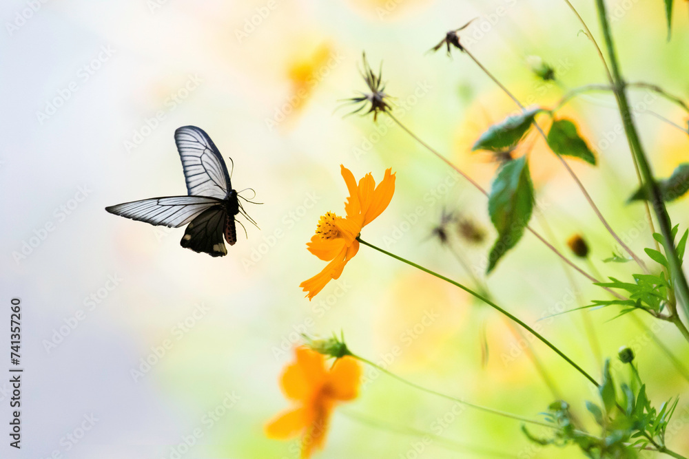 Fototapeta premium キバナコスモスとクロアゲハ