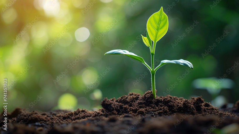 Young green plant growing at sunlight in the garden. World Earth Day banner. Save world concept. Young green plant growing at sunlight in the garden. World Earth Day banner. Save world concept.