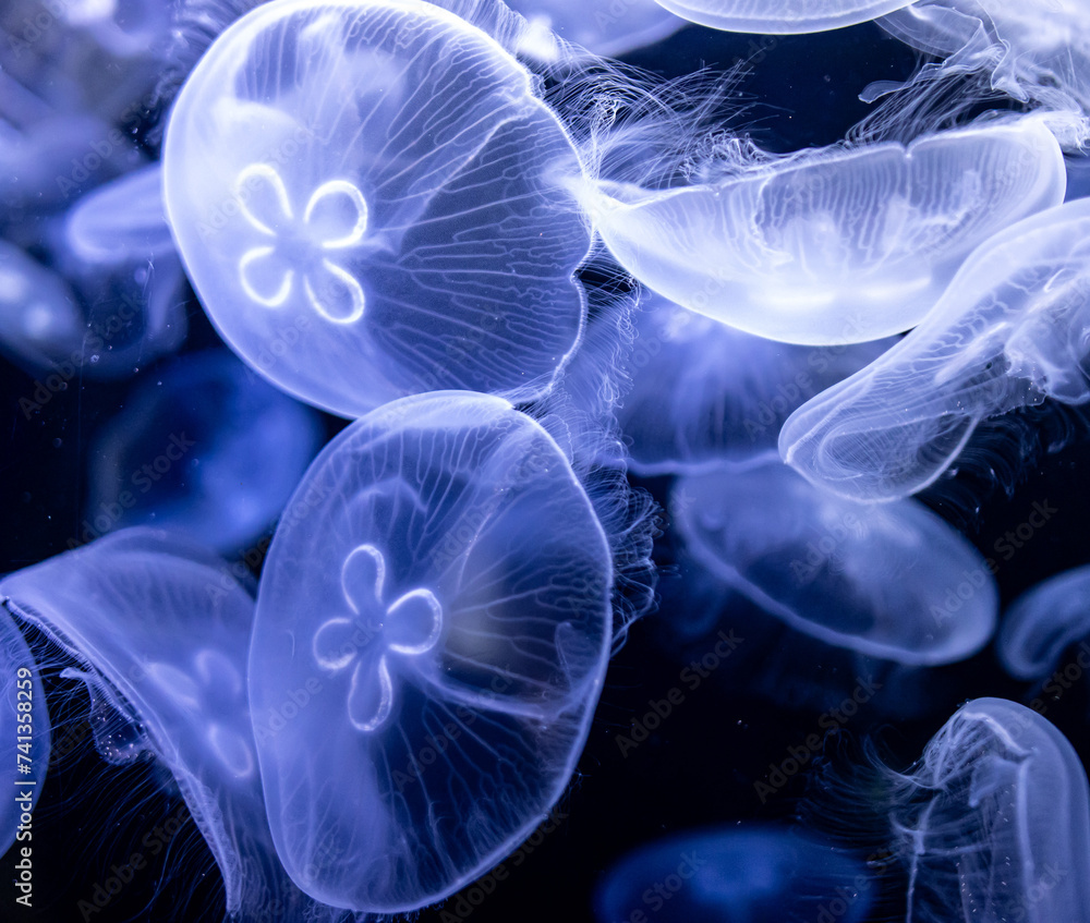 transparent white jellyfish on a dark background. transparent white jellyfish on a dark background.