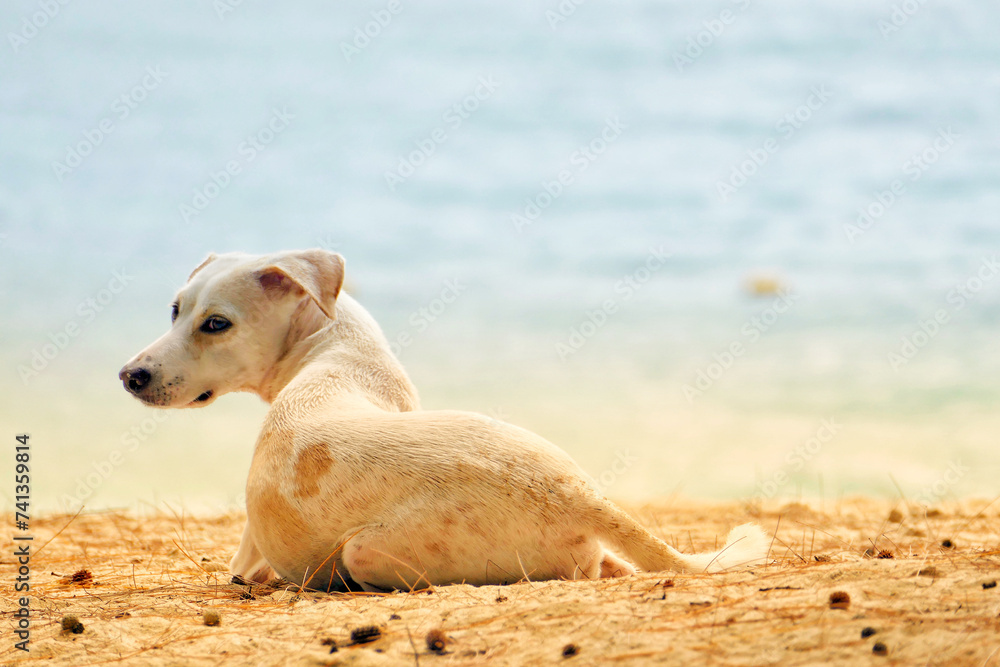 Portrait of a cute feral dog at beach in Mauritius