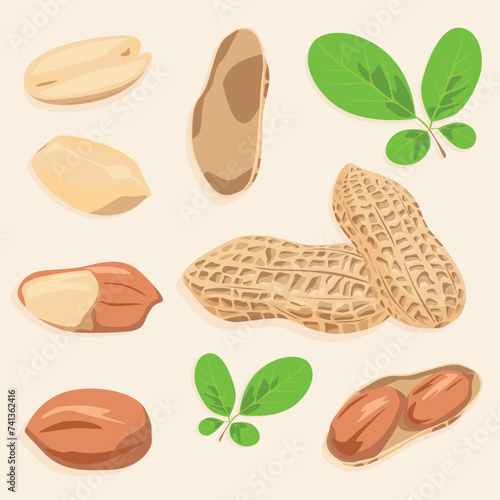 Peanut. Set of vector icons. Peanuts in shell and shelled.