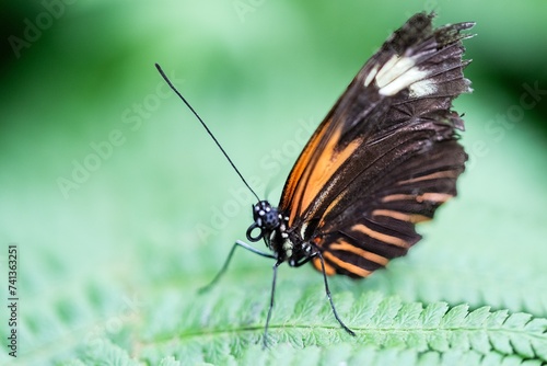 Close-Up View of Various Butterfly Species in a Butterfly House © PhotoRK