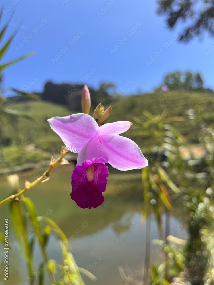 Orchidea white and pink