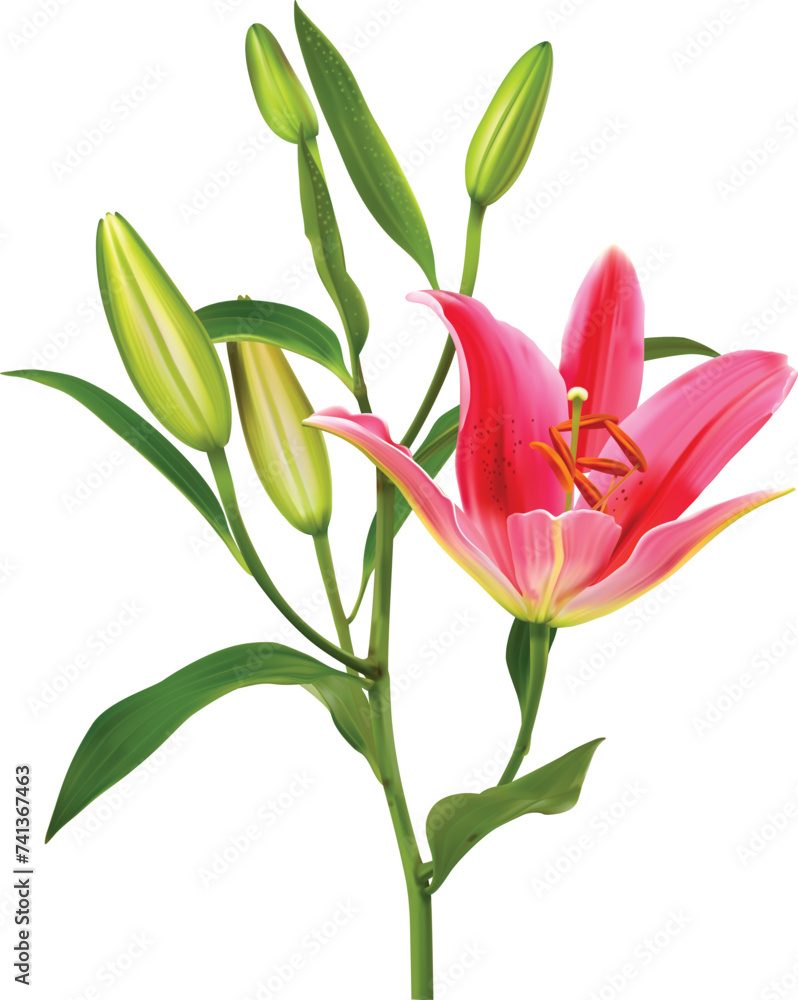 Lily flower vector isolated on white background Lily flower vector isolated on white background