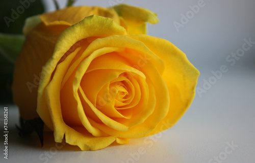 Macro Shot Of Blooming Yellow Rose Studio Isolated 