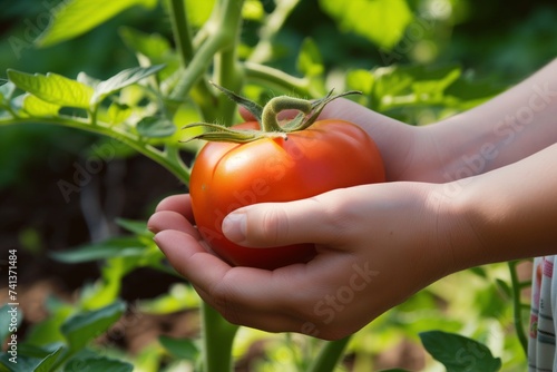 hands holding a ripe tomato with a garden background