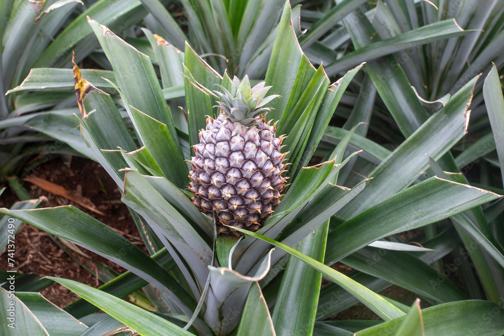 Pineapple cultivated in the Azores island of São Miguel in Portugal Pineapple cultivated in the Azores island of São Miguel in Portugal