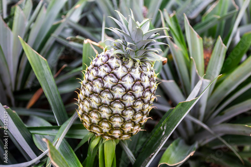 Pineapple cultivated in the Azores island of São Miguel in Portugal