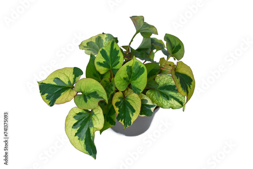 Potted 'Houttuynia Cordata Chameleon' plant on white background photo