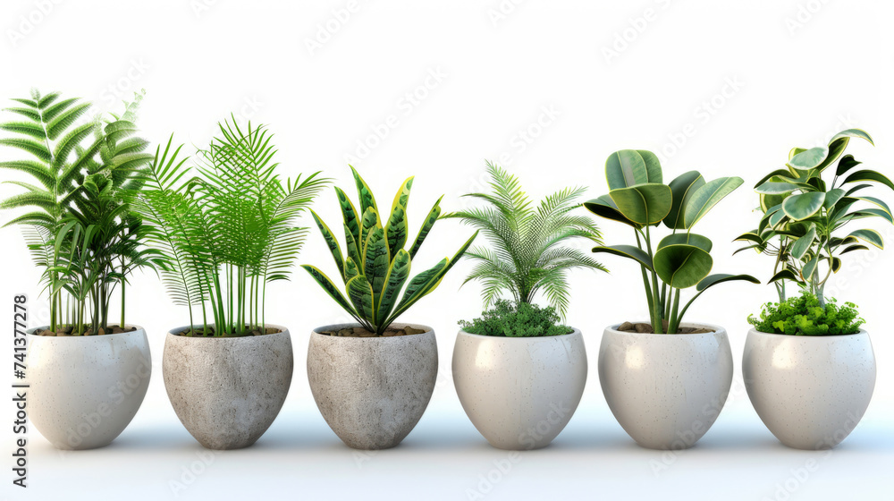 Fototapeta premium beautiful plants in ceramic pots isolated on white background.