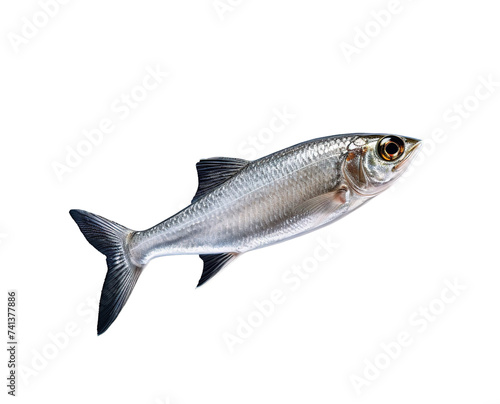 Silver Fish Isolated on white