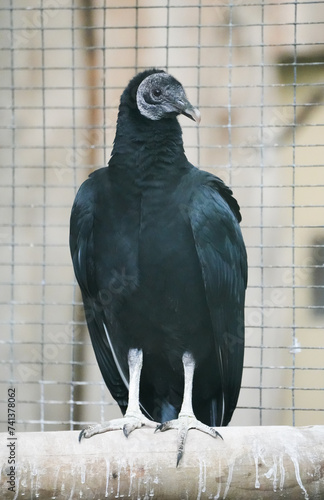 Portrait of a black vulture. Bird in close-up. Coragyps atratus.
 photo