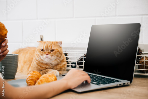 In this portrait, a woman enjoys the togetherness of her Scottish Fold cat while working at her desk with a laptop. Their bond represents the delightful fusion of work and pet friendship.