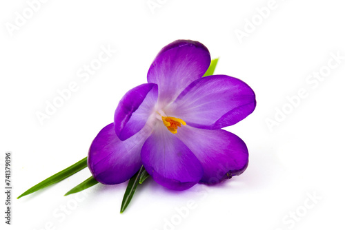 Fototapeta Naklejka Na Ścianę i Meble -  crocus flowers -  one of spring flowers