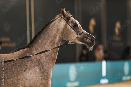 Saudi Arab Horse rider on traditional photo