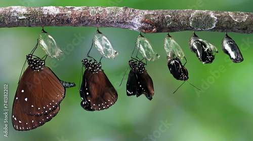 The metamorphosis of butterfly on stalk, Beautiful butterfly  