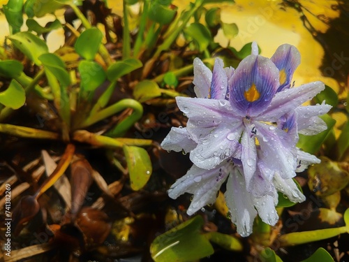 The flowers of the water hyacinth plant are purple  