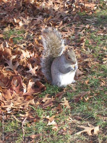 Eichhörnchen in Park frisst eine Nuss