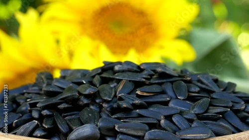 Roasted Sunflower Seeds Close-up Rotate in wooden bowl on plants background and sunflower Harvesting Sunflower Unpeeled Seeds, Healthy Source of Vitamins in Vegan Food. Raw Materials for Sunflower Oil