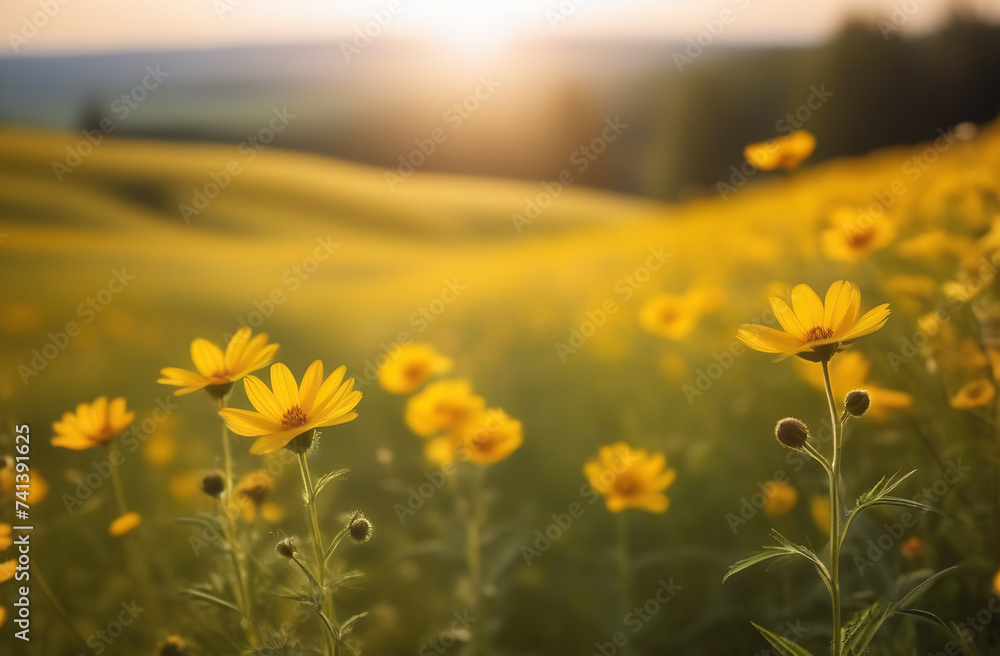 Nature background. Field with summer flowers, beautiful relief