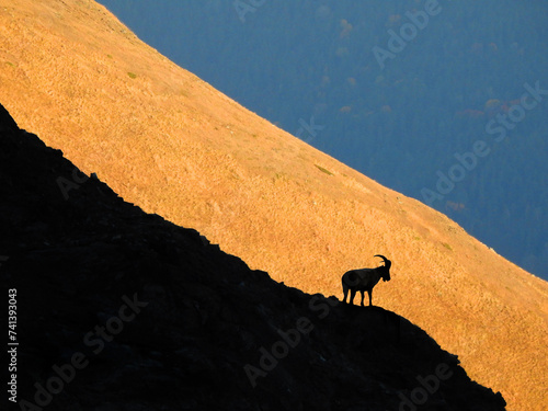 Obraz na płótnie Caucasian Kuban tour. Genus of mountain goats. Still it is called by the Caucasian mountain goat, the Caucasian tour. w salonie