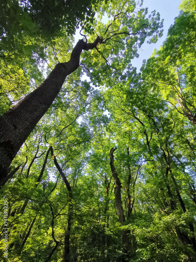 forest in summer