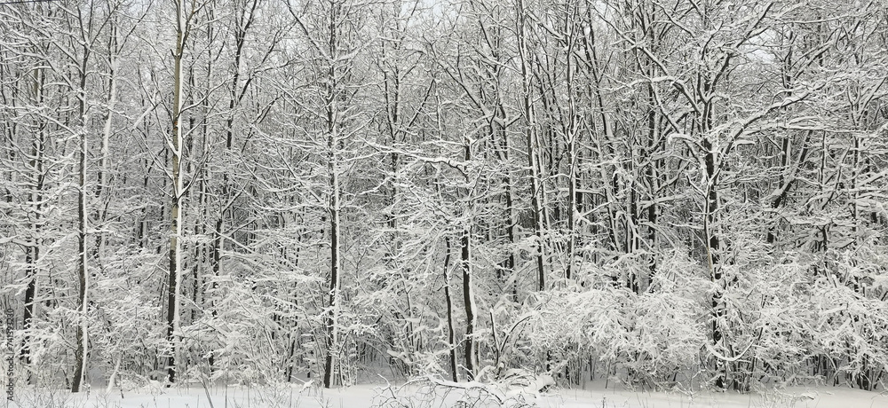 Winter in the forest