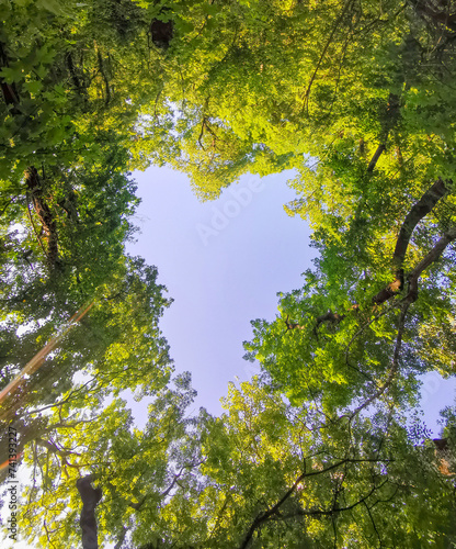 heart in forest