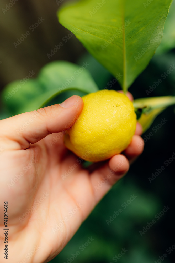 Man hand holding fresh lemon with dewdrops hanging on the branches Man hand holding fresh lemon with dewdrops hanging on the branches