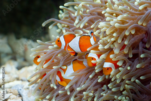Cute anemone fish playing on the coral reef, beautiful color clownfish on coral feefs, anemones on tropical coral reefs