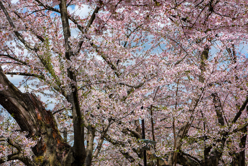 Vivid pink Cherry Blossom (Sakura) with a blue sky behind during the springtime