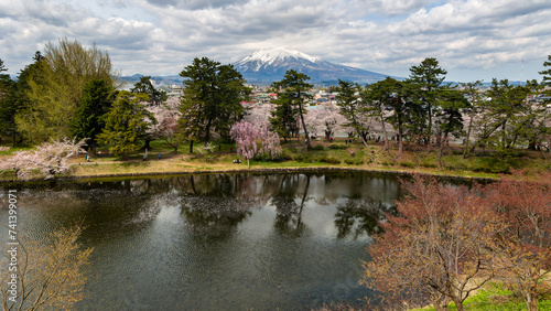 Snowcapped volcano Mount Iwaki with colorful Cherry Blossom trees in the foreground  Hirosaki  Japan 