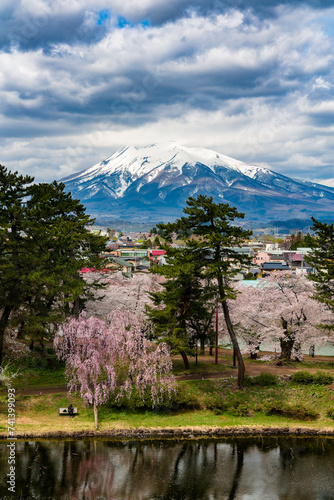 Snowcapped volcano Mount Iwaki with colorful Cherry Blossom trees in the foreground (Hirosaki, Japan) photo