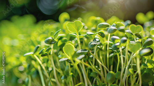 Fresh micro greens