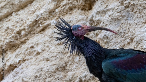 Ibis eremita, Ibis, Peligro de extinción, Vejer de la Frontera, Cádiz, ave, animal, naturaleza, pico, fauna, pareja, nido, Geronticus eremita, Threskiornithidae, pelecaniforme photo