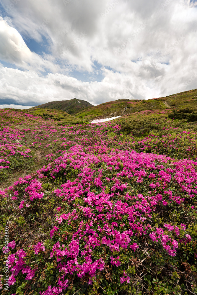 The blooming season of rhododendrons under the peak of Pip Ivan Chornohirskyi mountain