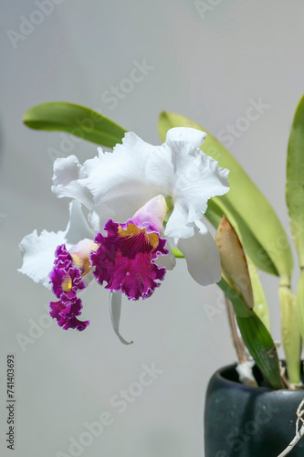 Cattleya Persepolis 'Splendor' a scented hybrid orchid flower with purple pink lip and white petals