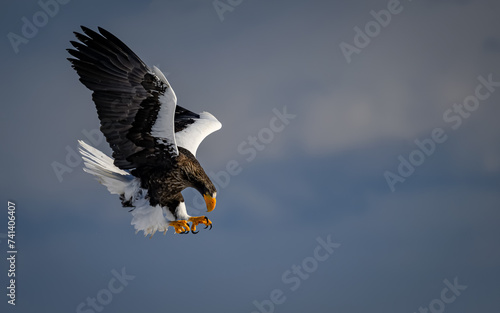 Steller's sea eagle diving, Hokkaido, Japan