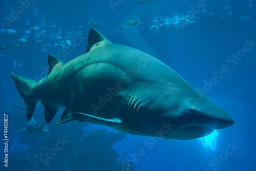 Large white shark swimming in a blue tank. © Wirestock