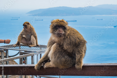 Selective focus on a monkey of Gibraltar (Macaca sylvanus) sitting and blurred monkey with sea in background © Liliana