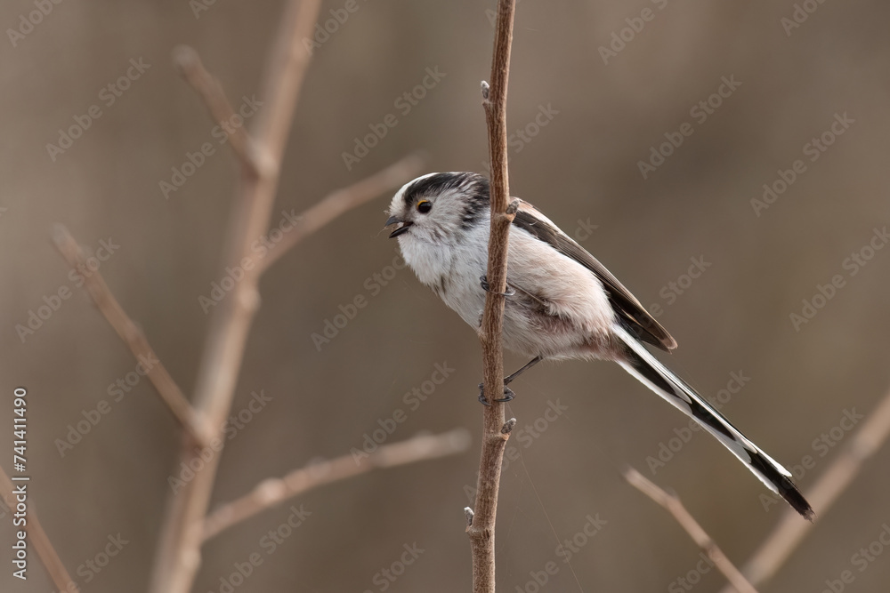 Naklejka premium Long-tailed tit is perched on a branch and singing with wide open beak
