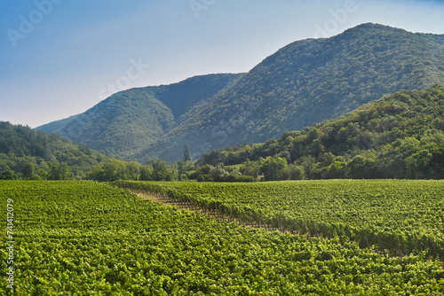 Mountain vineyard landscape in the Praskoveevka village photo