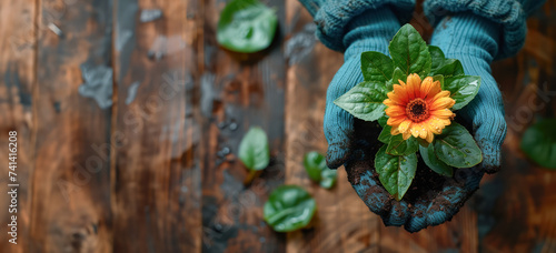 gardener's hands in gloves nurturing a blooming flower with care and gardening passion , copy space for text  photo