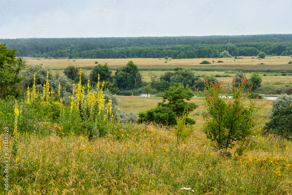 Nature forest-steppe in Ukraine on a summer day with wildflowers in the meadow and trees in the river valley