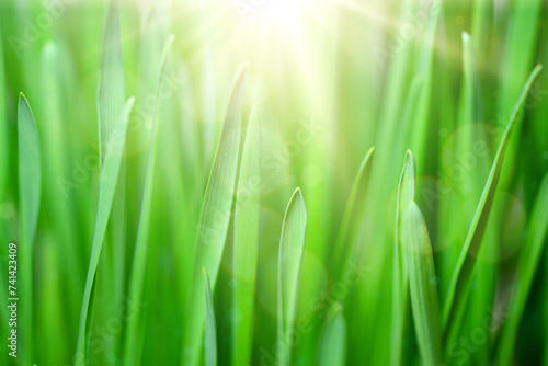 Spring juicy young green grass. Grass Background. Beautiful close-up image of young green grass against the light of the morning sun