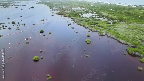 Aerial view of Telchac Beach with pink flamingo flock, Yucatan, Mexico. photo