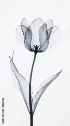 Aesthetic botanical x-ray of tulip. Harmonious forms. Minimalism concept. Light color palette. Generative AI