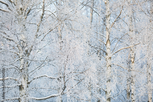 Birch branches in frost against the forest. © ksi