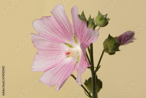 Inflorescence of pink mallow flowers isolated on beige background.